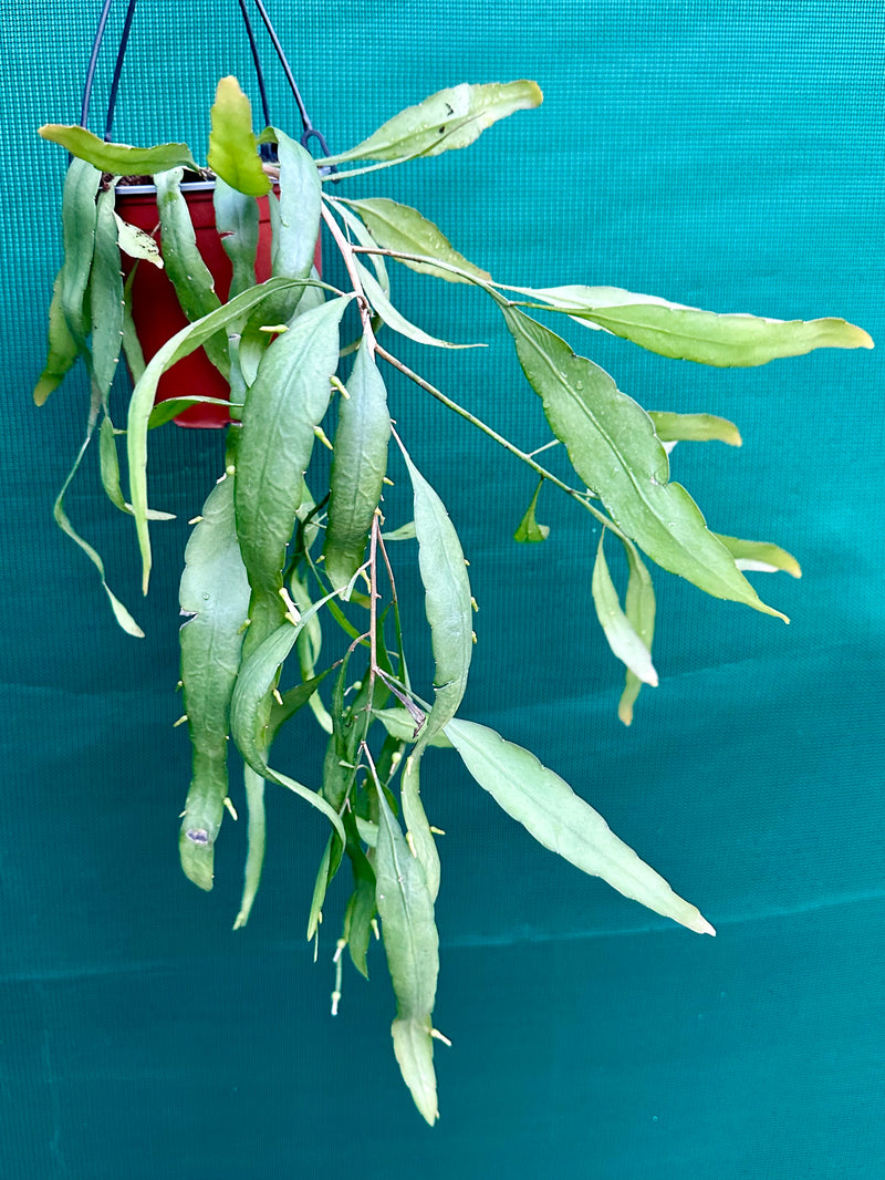 Ramulosa Green NEW