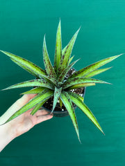 Agave ‘Summer Splice’ NEW