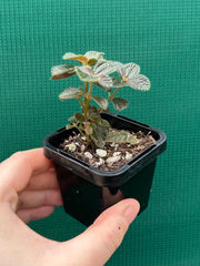 Pilea repens