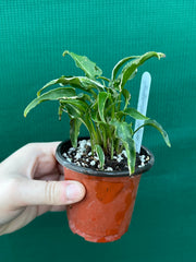 Syngonium 'Ngern Lai Ma' NEW