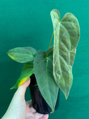 Anthurium ‘Jessica Rabit’ x Papx  NEW