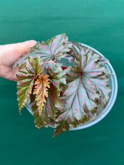 Begonia serratipetala NEW
