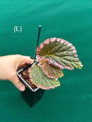 Begonia fulvovillosa (U012) NEW