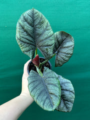 Alocasia ‘Elaine’