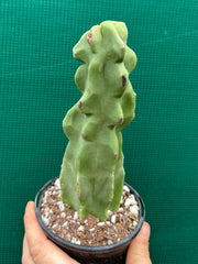 Pachycereus Schottii F. Monstrosus