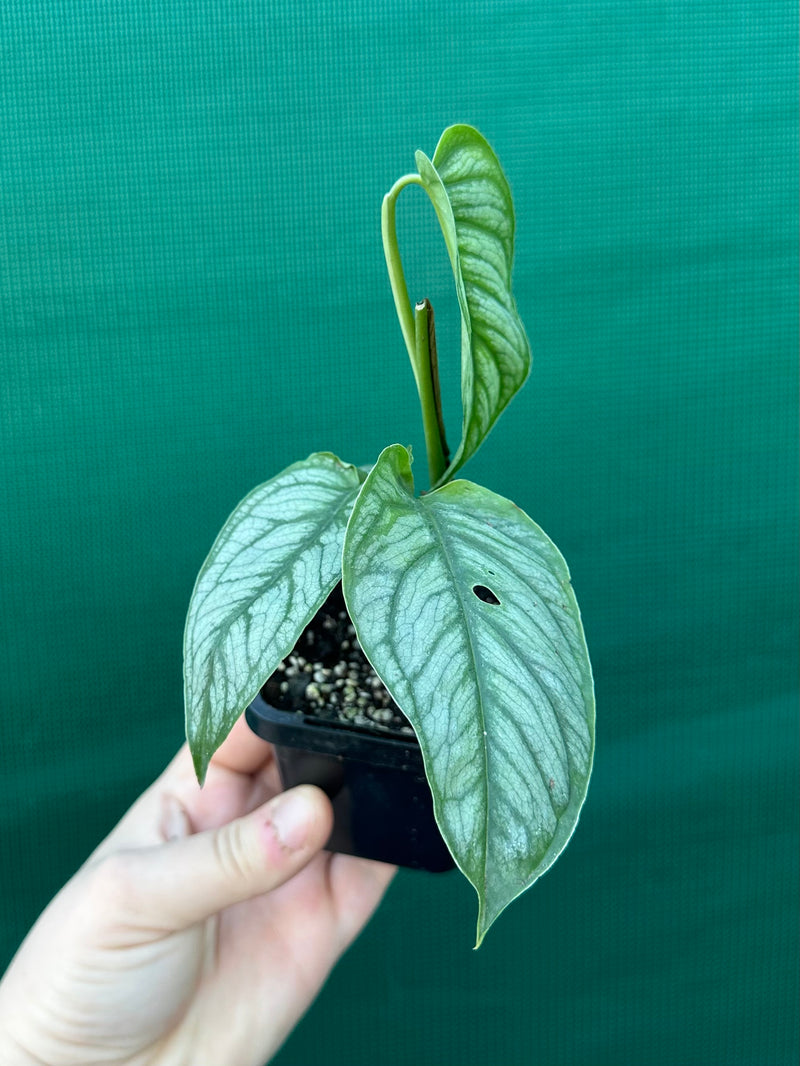 Monstera ‘El Salvador’