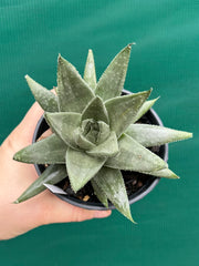 Gasteraloe ‘Gray Ghost’