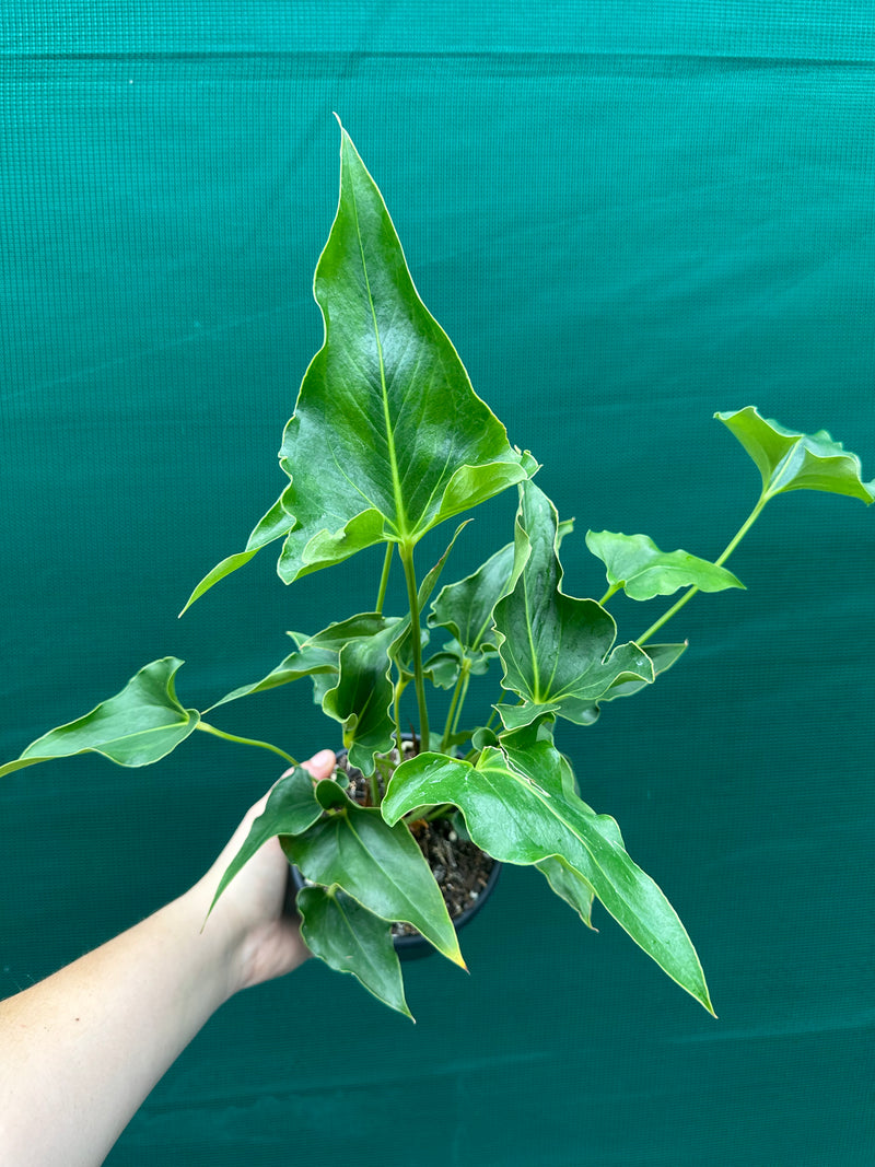 Anthurium ferrierense crisped NEW