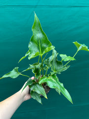 Anthurium ferrierense crisped NEW