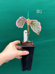 Begonia fulvovillosa (U012) NEW