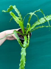 Asplenium ‘Osaka’ NEW