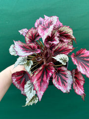 Begonia ‘Evening Glow’ NEW