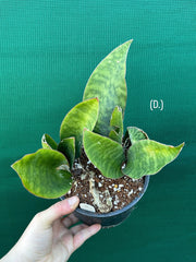 Sansevieria Masoniana ‘Mason’s Congo Paddle’ NEW