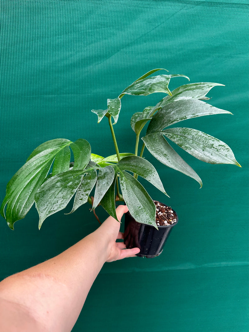 Epipremnum ‘Dragons Tail’