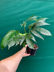 Epipremnum ‘Dragons Tail’