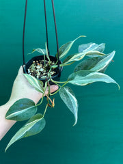 Philodendron hederaceum 'Rio'