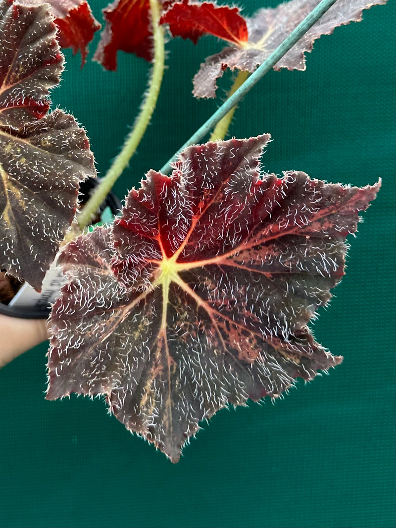 Begonia ‘Brad Thompson’