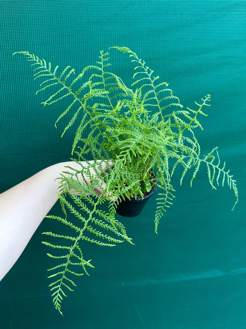 Pteris Fern Unknown 2