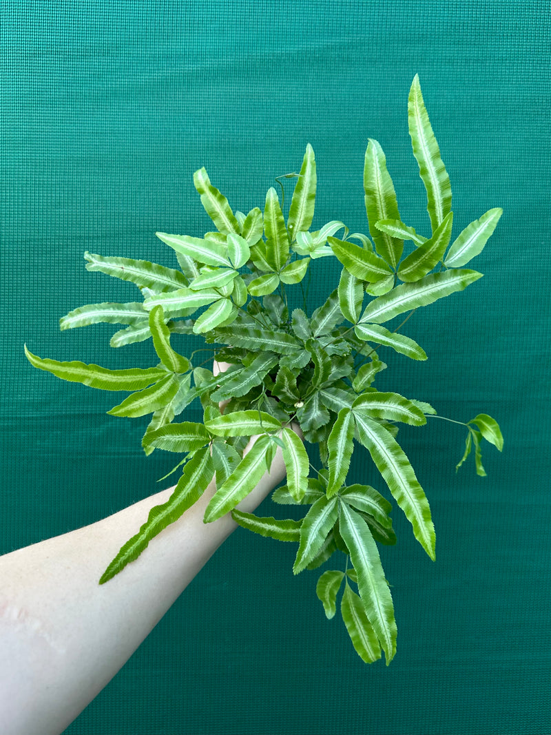 Pteris Fern Unknown 7