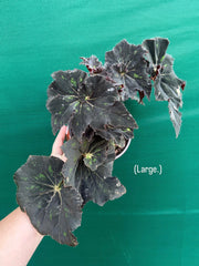 Begonia ‘Cantata’ NEW
