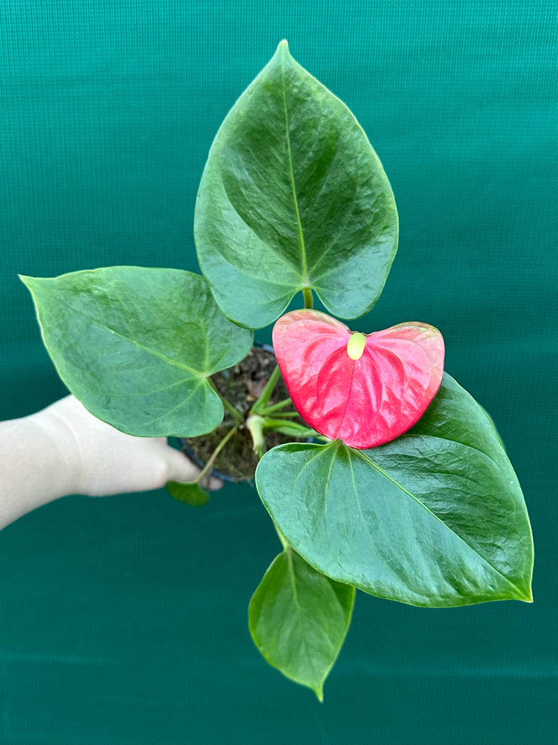 Anthurium NOID 1
