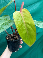 Philodendron ‘Red Princess’