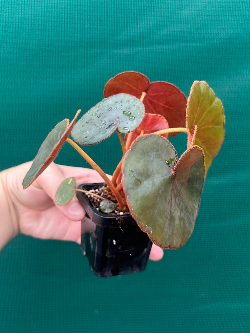 Begonia Lyman-Smithii