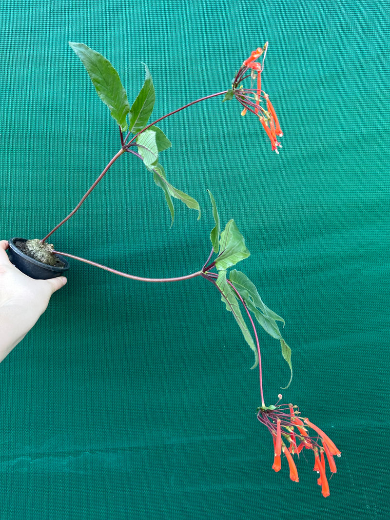 Sinningia douglasii NEW