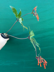 Sinningia douglasii NEW