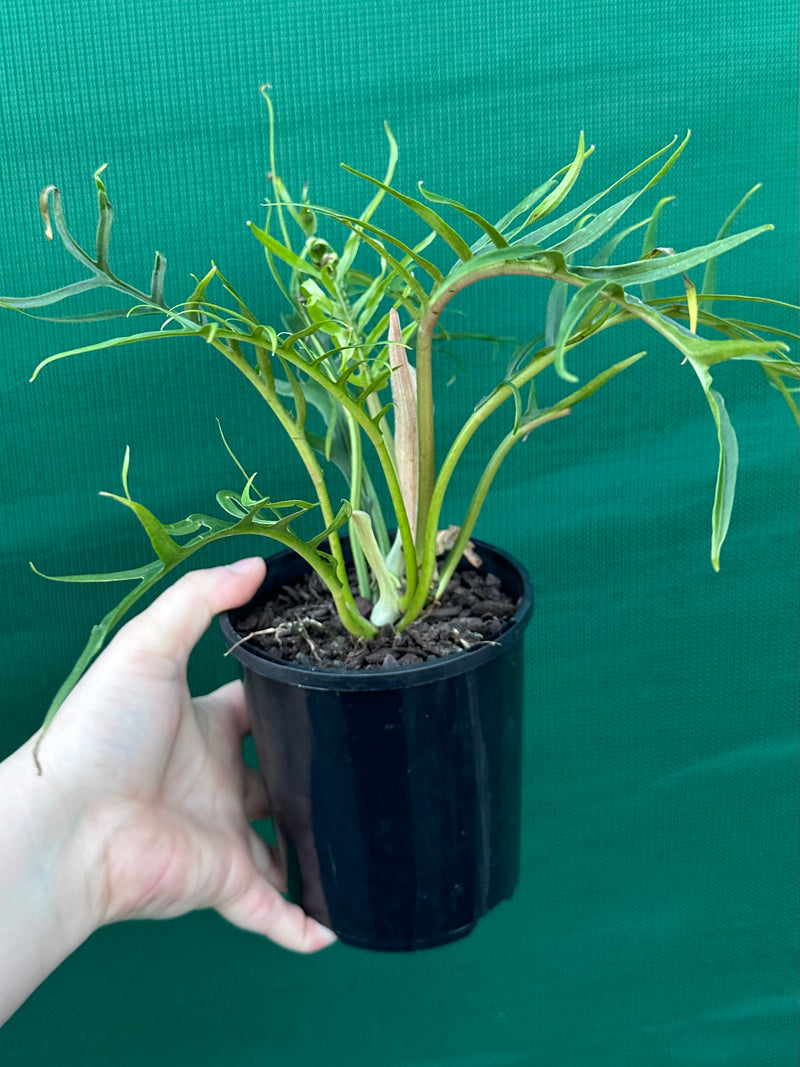 Philodendron ‘Tortum’