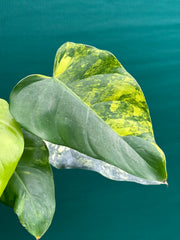 philodendron domesticum variegatum australia Philodendron 'Domesticum Variegated'