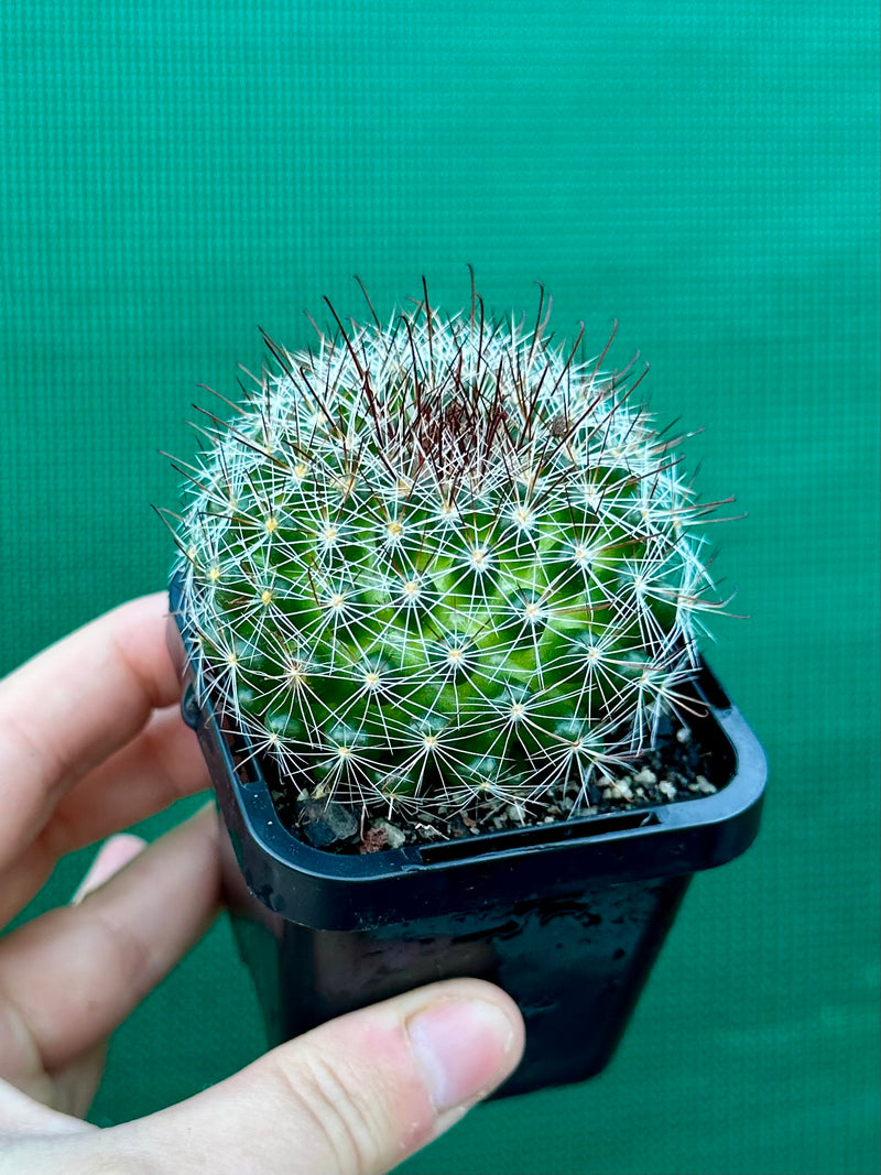 Mammillaria zeilmaniana