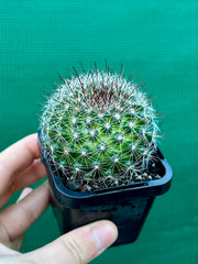 Mammillaria zeilmaniana