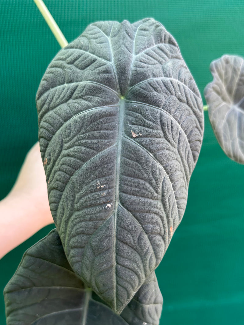 Alocasia ‘Inflos’ NEW