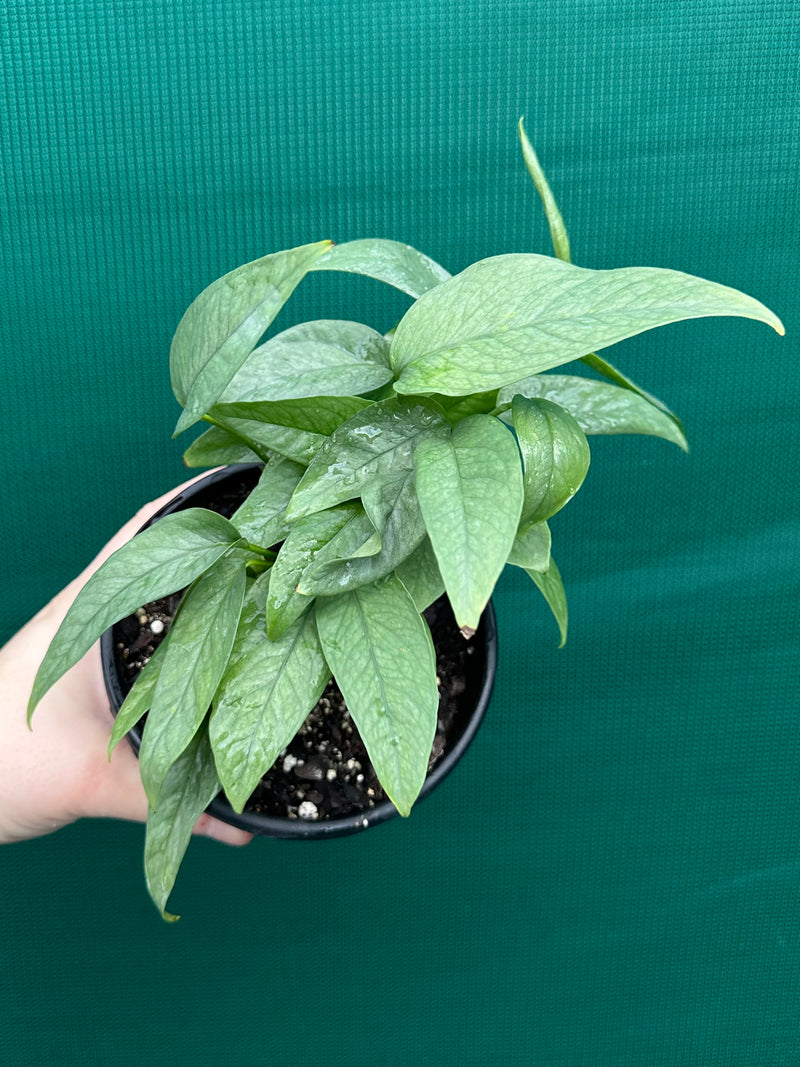 Epipremnum Pinnatum Cebu Blue