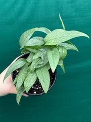 Epipremnum Pinnatum Cebu Blue