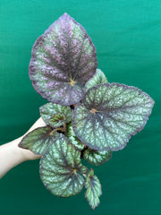 Begonia ‘Fairy Mist’ NEW