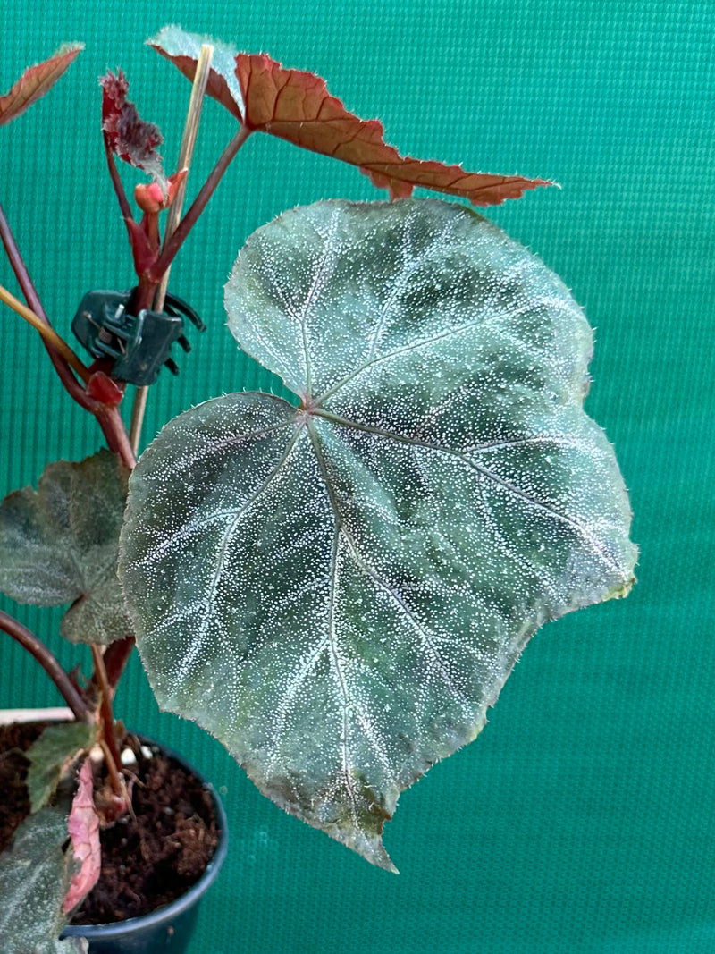 Begonia ‘Robyn’
