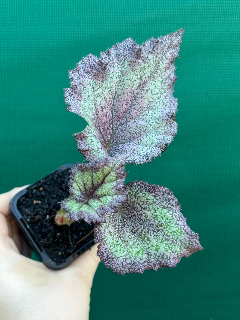 Begonia NOID 59 NEW