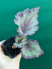 Begonia NOID 59 NEW