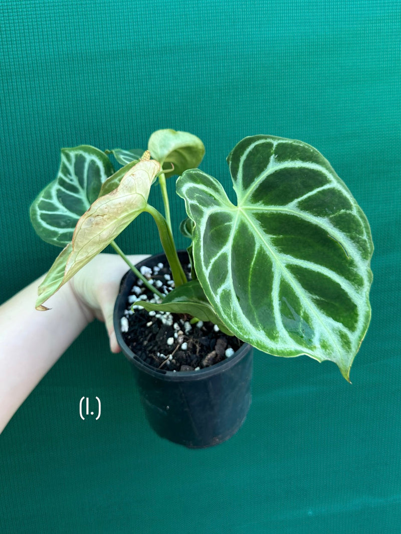 Anthurium crystallinum hybrid NEW