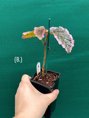 Begonia fulvovillosa (U012) NEW
