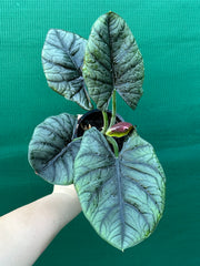 Alocasia ‘Elaine’