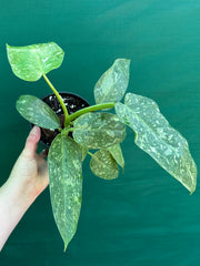 Philodendron ’Jose Buono’ (not tc)