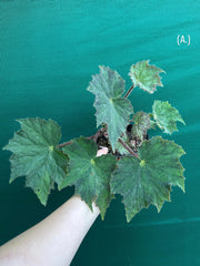 Begonia ‘Brush Strokes’