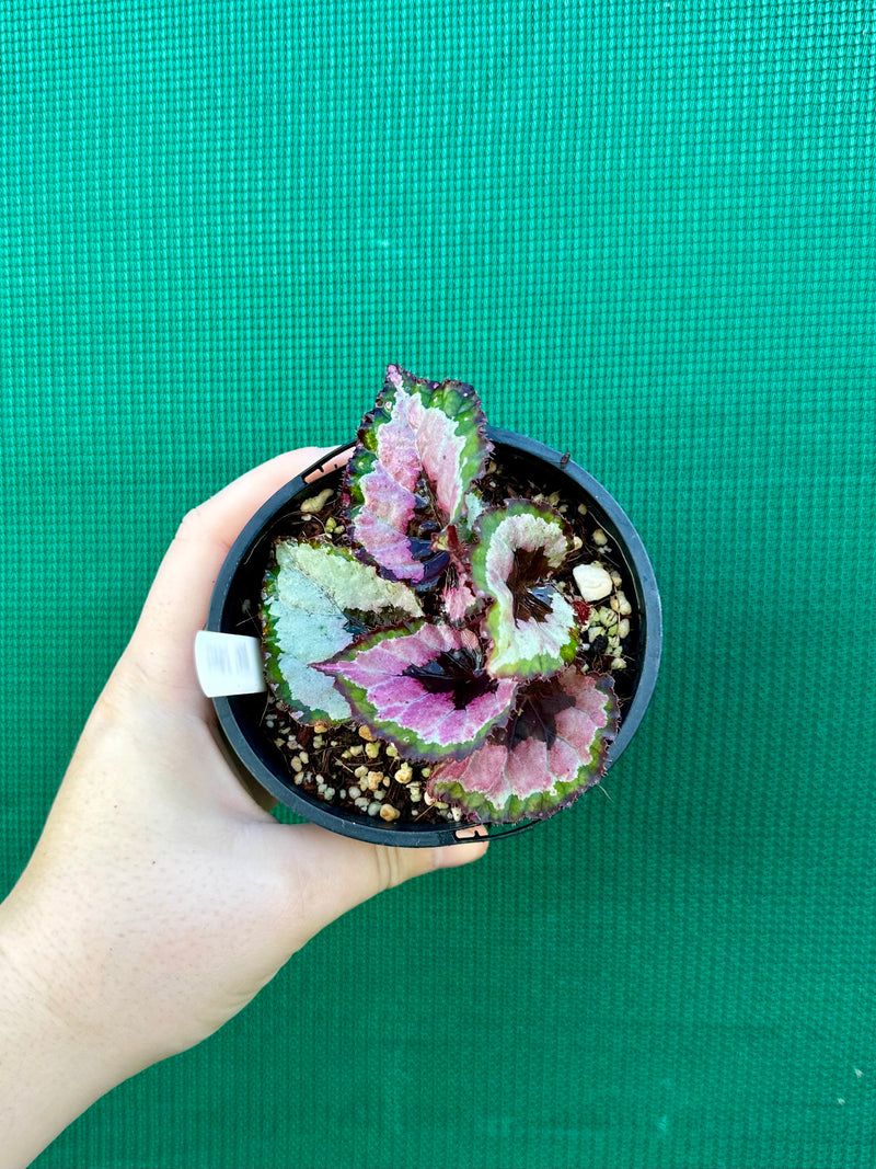 Begonia ‘Lively Ladd’
