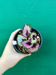 Begonia ‘Lively Ladd’