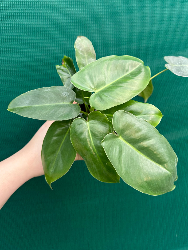 Philodendron ‘Burle Marx’
