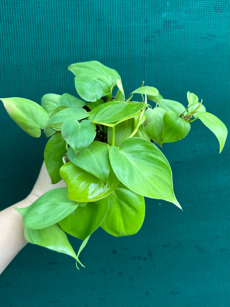 Philodendron ‘Heart Leaf Lime’
