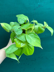 Philodendron ‘Heart Leaf Lime’